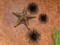 Closeup view of interior textured wall decorated with natural starfish and dark metallic sea urchins Royalty Free Stock Photo