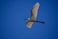 A closeup view of intermediate egret flying againstÃ£â¬â¬the sky. Royalty Free Stock Photo