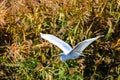 A closeup view of intermediate egret flying.   Kyoto Royalty Free Stock Photo