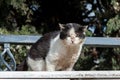 Dirty, mangy, black and white feral Jerusalem street cat looking down from a stone wall Royalty Free Stock Photo