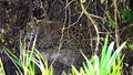 Closeup view of Jaguar licking itself in Pantanal riverbank, Brazil