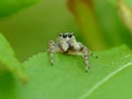 Jumping Spider On Green Leaf 2 Royalty Free Stock Photo