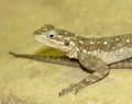 Common Agama Lizard