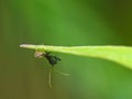 Juvenile Spiny Assassin Bug On Leaf 1