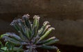 Closeup of view on Kalanchoe Delagoensis. The plant is also know as Mother of Millions, Devil`s Backbone and Chandlier Plant