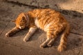 A kurilian bobtail stray cat sleeping on the sidewalk, under the soft sunset lights, closeup.