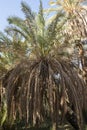 Closeup view of large date palm tree on farm plantation Royalty Free Stock Photo