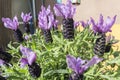 Closeup view lavender flowers Royalty Free Stock Photo