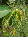 closeup view of leaf gall on guava leaves