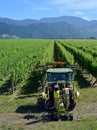 Closeup view of Leaf Removal Machine in Sauvignon Blanc Vineyard Royalty Free Stock Photo