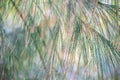 Closeup view of leaves of a casuarina equisetifolia tree. Australian Pine Tree. Royalty Free Stock Photo