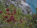 Closeup view of a lentisk tree with green leaves and red colored berries in Calanques National Park near Cassis, French Riviera.