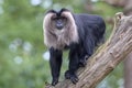 Lion-tailed macaque or the wanderoo Royalty Free Stock Photo