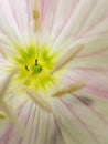 Closeup view of Little black ants work inside the flower. Nature of spring.