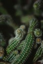 Closeup view of long stems of the Cactus, Echinopsis chamaecereus