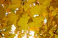 Fall golden maple leaf color on tree from beneath Royalty Free Stock Photo