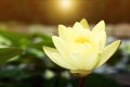 Closeup view of lotus, symbolic flower in Buddhism. Indian religion