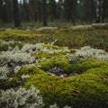 Closeup View Of Lush Green Moss And Lichen On Forest Floor Royalty Free Stock Photo