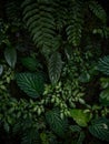 Closeup view of lush green tropical rainforest plants flowers leaf jungle cloud forest leaves in Mindo Ecuador Royalty Free Stock Photo