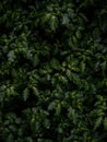 Closeup view of lush green tropical rainforest plants flowers leaf jungle cloud forest leaves in Mindo Ecuador Royalty Free Stock Photo