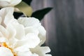 Closeup view of a lush white peony petals against a blurred gray background. Beautiful flower as a gift for the holiday. Bouquet Royalty Free Stock Photo