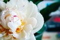 Closeup view of a lush white pink yellow peony against a blurred background in a pleasant tint. Beautiful flower as a gift Royalty Free Stock Photo