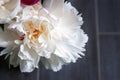 Closeup view of a lush white pink yellow peony against a blurred gray background. Beautiful flower as a gift for the holiday Royalty Free Stock Photo