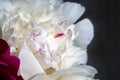 Closeup view of a lush white pink yellow peony against a blurred gray background. Beautiful flower as a gift for the holiday Royalty Free Stock Photo
