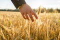 Closeup view of male hand in business suit touching a golden wheat ear Royalty Free Stock Photo