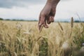 Closeup view of male hand reaching down to gently touch a ripening golden ear of wheat Royalty Free Stock Photo