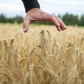 Closeup view of male hand of a farmer shielding golden ripening ears of wheat Royalty Free Stock Photo