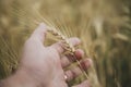 Closeup view of male hand gently holding a ripe golden ear of wheat Royalty Free Stock Photo