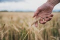 Closeup view of male hand gently touching a golden ear of wheat Royalty Free Stock Photo