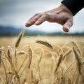 Closeup view of male hand making a protective gesture above golden ripening ears of wheat growing in the field Royalty Free Stock Photo