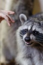 Closeup view of male hand trying to pet the cute raccoon