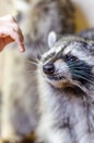 Closeup view of male hand trying to pet the cute raccoon