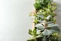 Closeup view of many echeverias in wooden tray on light grey background, space for text. Succulent plants