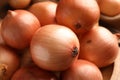 Closeup view of many fresh ripe onions Royalty Free Stock Photo