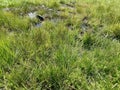 Closeup view on meadow in the marshlands that resulted from heavy rain in the mountains of the Saalbach-Hinterglemm