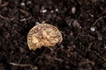 Closeup view of medieval European gold and silver coins.Old Polish coins.Zygmunt III Waza.Ancient gold and silver coins.