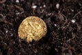 Closeup view of medieval European gold and silver coins.Old Polish coins.Zygmunt III Waza.Ancient gold and silver coins.