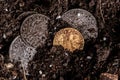 Closeup view of medieval European gold and silver coins.Old Polish coins.Zygmunt III Waza.Ancient gold and silver coins.