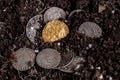 Closeup view of medieval European gold and silver coins.Old Polish coins.Zygmunt III Waza.Ancient gold and silver coins.