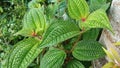 Closeup view of Miconia Crenata