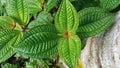 Closeup view of Miconia Crenata