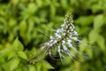 Closeup view of Misai Kuching or Cat Whiskers, a flowering herbal plant used in traditional medicine with diuretic, anti