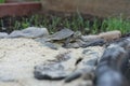 Closeup view of mississippi map turtle Royalty Free Stock Photo