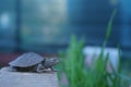 Closeup view of mississippi map turtle Royalty Free Stock Photo