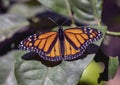 Closeup view of a monarch butterfly perched on a leaf on the island of Maui in the state of Hawaii.