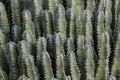 Close up of Moroccan Mound Resin Spurge plant. Native of Morocco. Smooth green skin; thorny needles on edges.